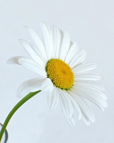 Daisy package photo