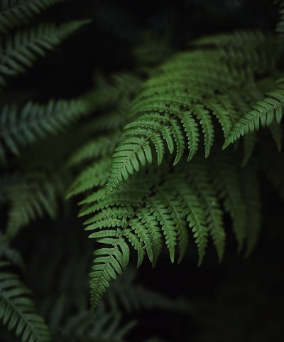 Fern package photo