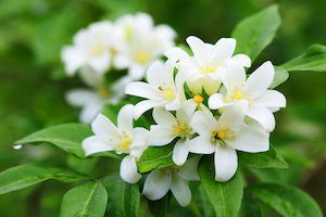 Jasmine package photo