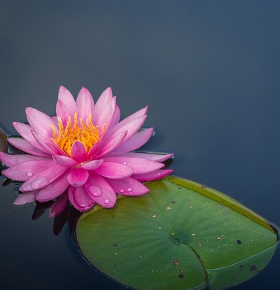 Lotus package photo
