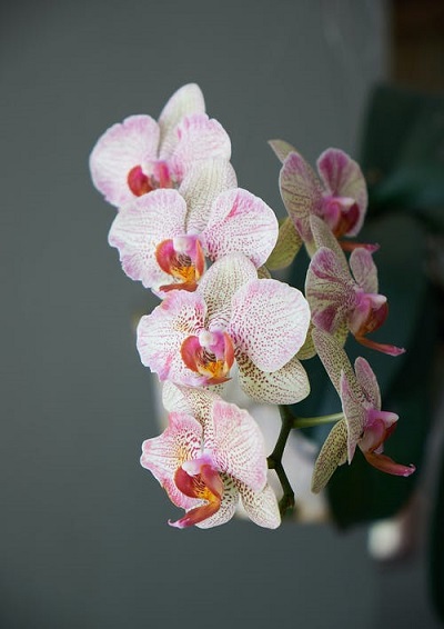 Orchid package photo
