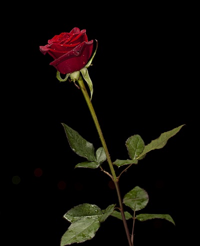 Rose package photo