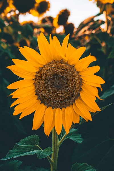 Sunflower package photo